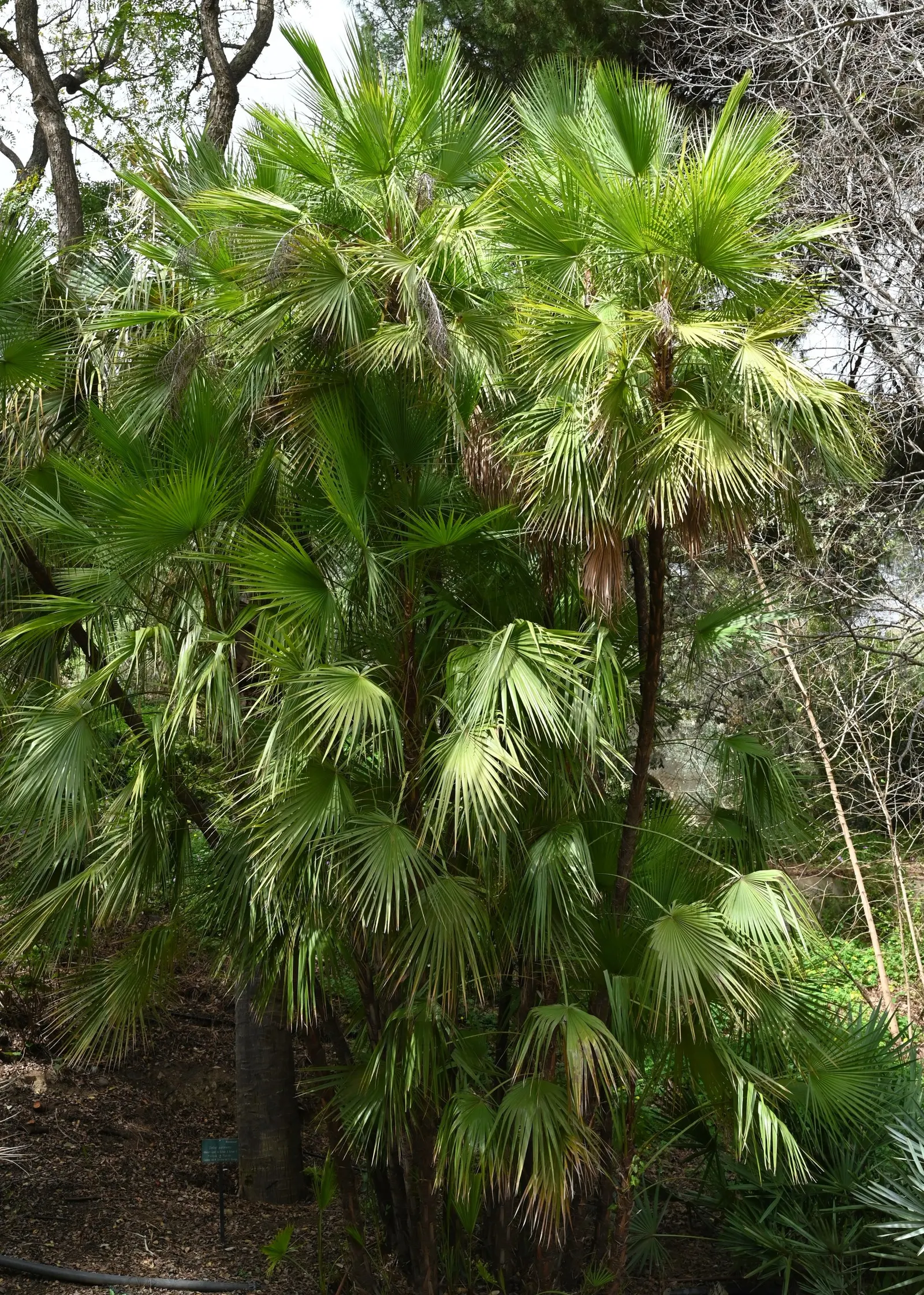 Wright's Paurotis Palm (Acoelorrhaphe wrightii) — scientifically known as Acoelorrhaphe wrightii