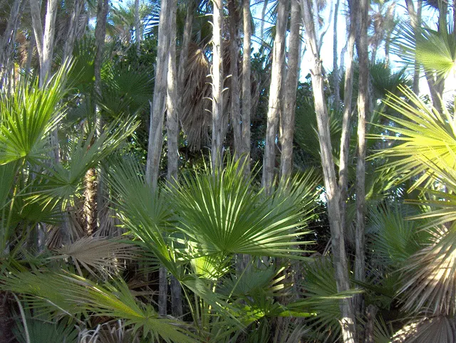 Wright's Paurotis Palm (Acoelorrhaphe wrightii) — this palm can bring a tropical flair to your client's garden