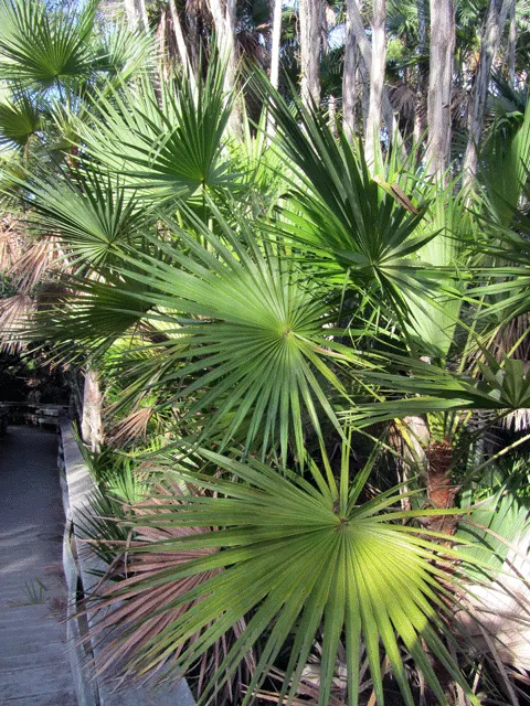 Wright's Paurotis Palm (Acoelorrhaphe wrightii) — It is also commonly referred to as the Everglades Palm or Saw Cabbage Palm