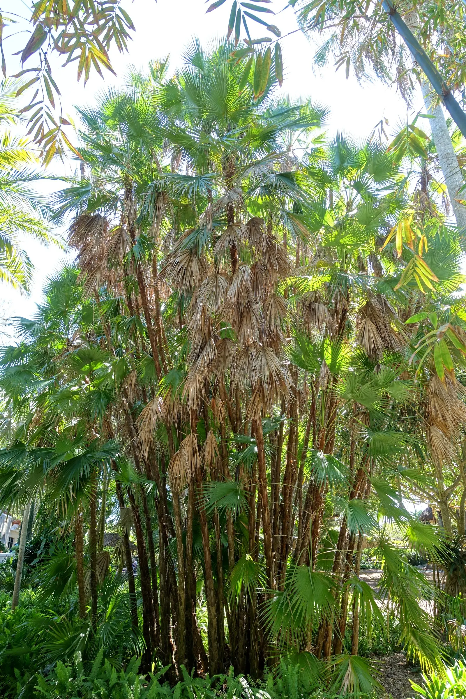 Wright's Paurotis Palm (Acoelorrhaphe wrightii) — It tolerates wet conditions, making it ideal for marshy or coastal landscapes