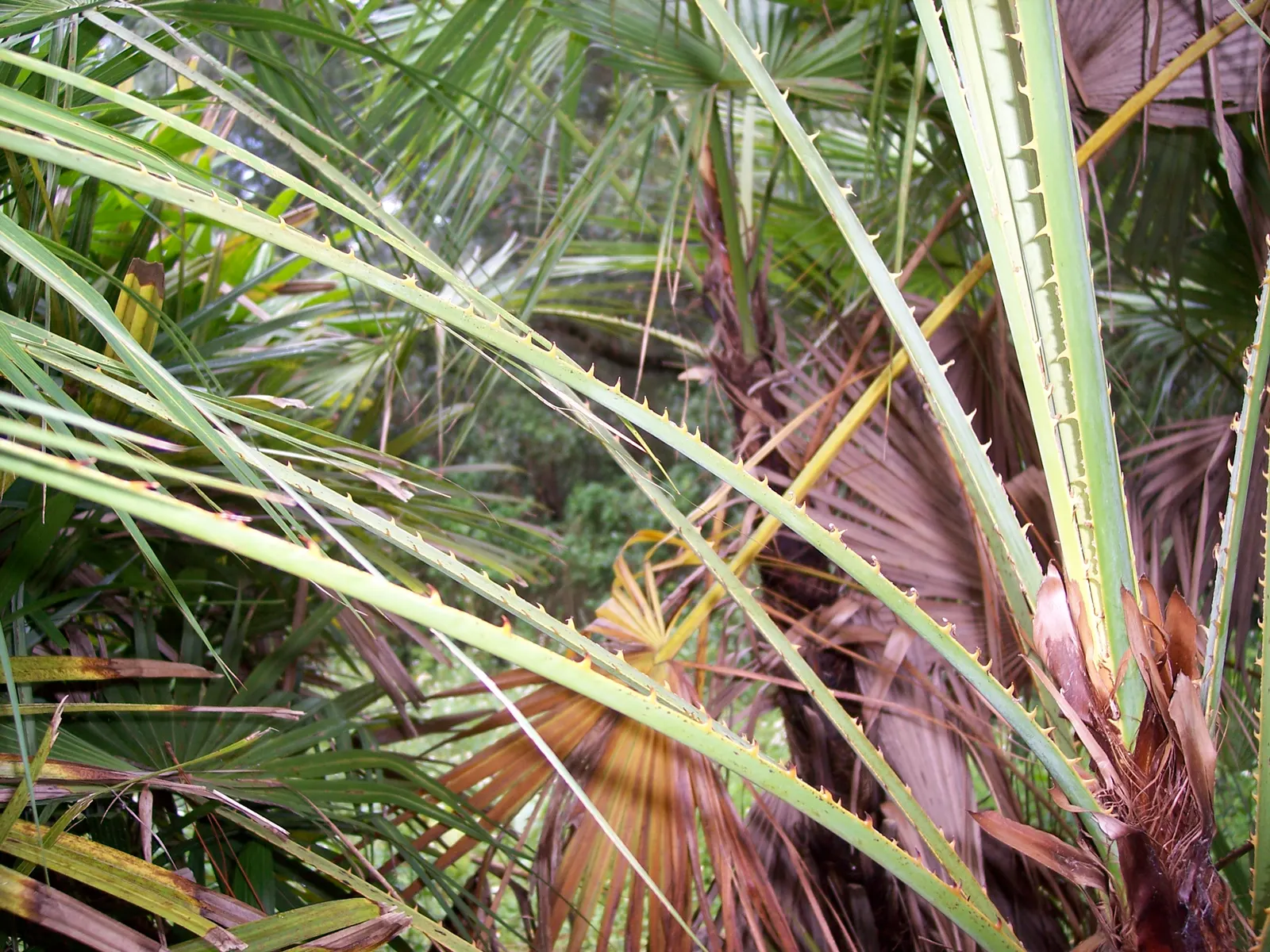 Wright's Paurotis Palm (Acoelorrhaphe wrightii) — The Paurotis Palm (Acoelorrhaphe wrightii)