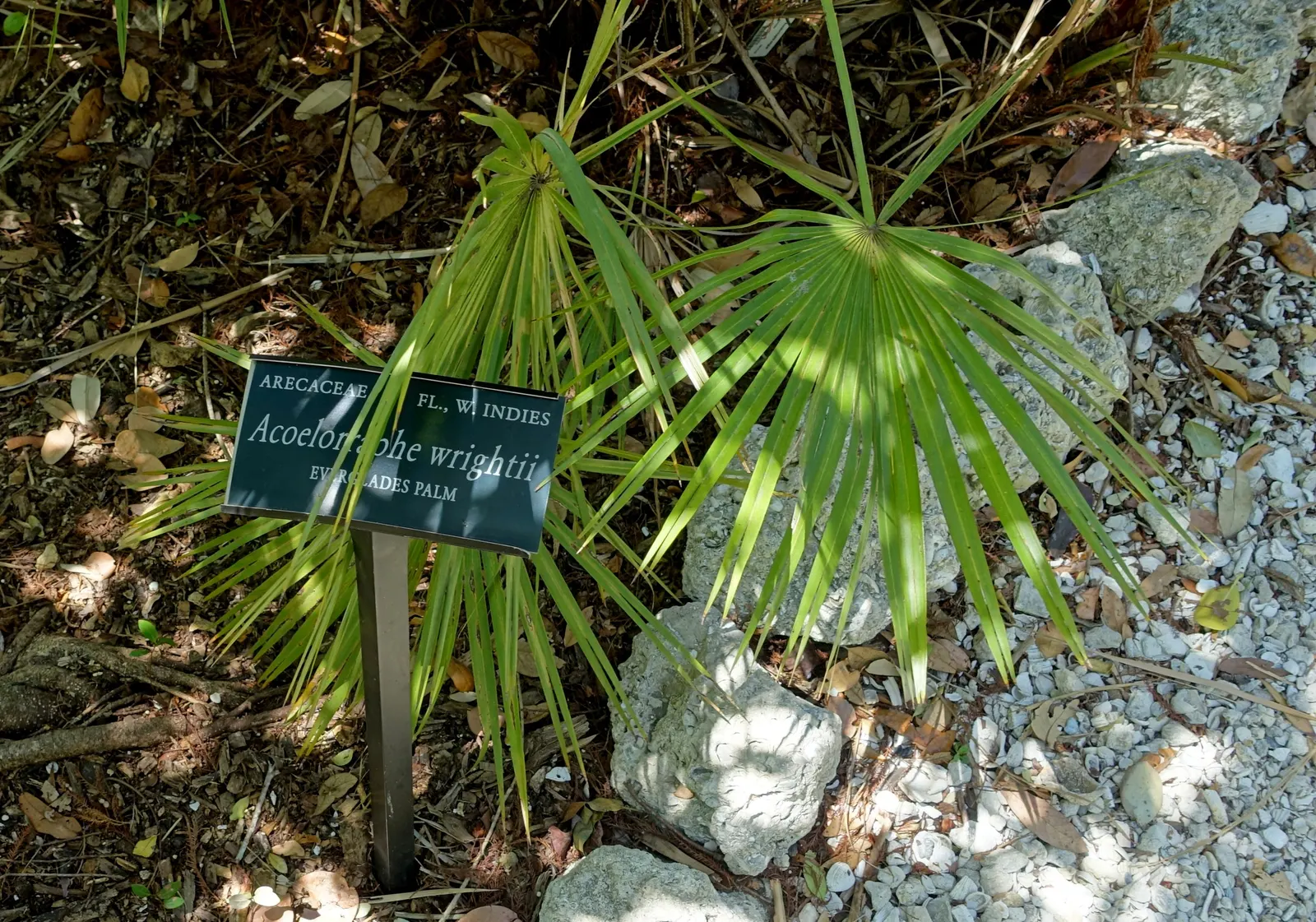 Wright's Paurotis Palm (Acoelorrhaphe wrightii) — a clustering palm of slender