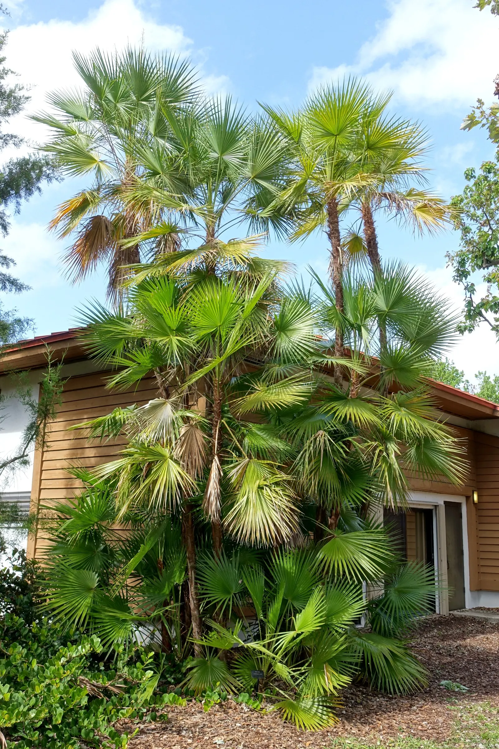 Wright's Paurotis Palm (Acoelorrhaphe wrightii) — rounded appearance that can span 10 to 15 feet across.<br><br>Well-suited for USDA Hardiness Zones 9 to 11