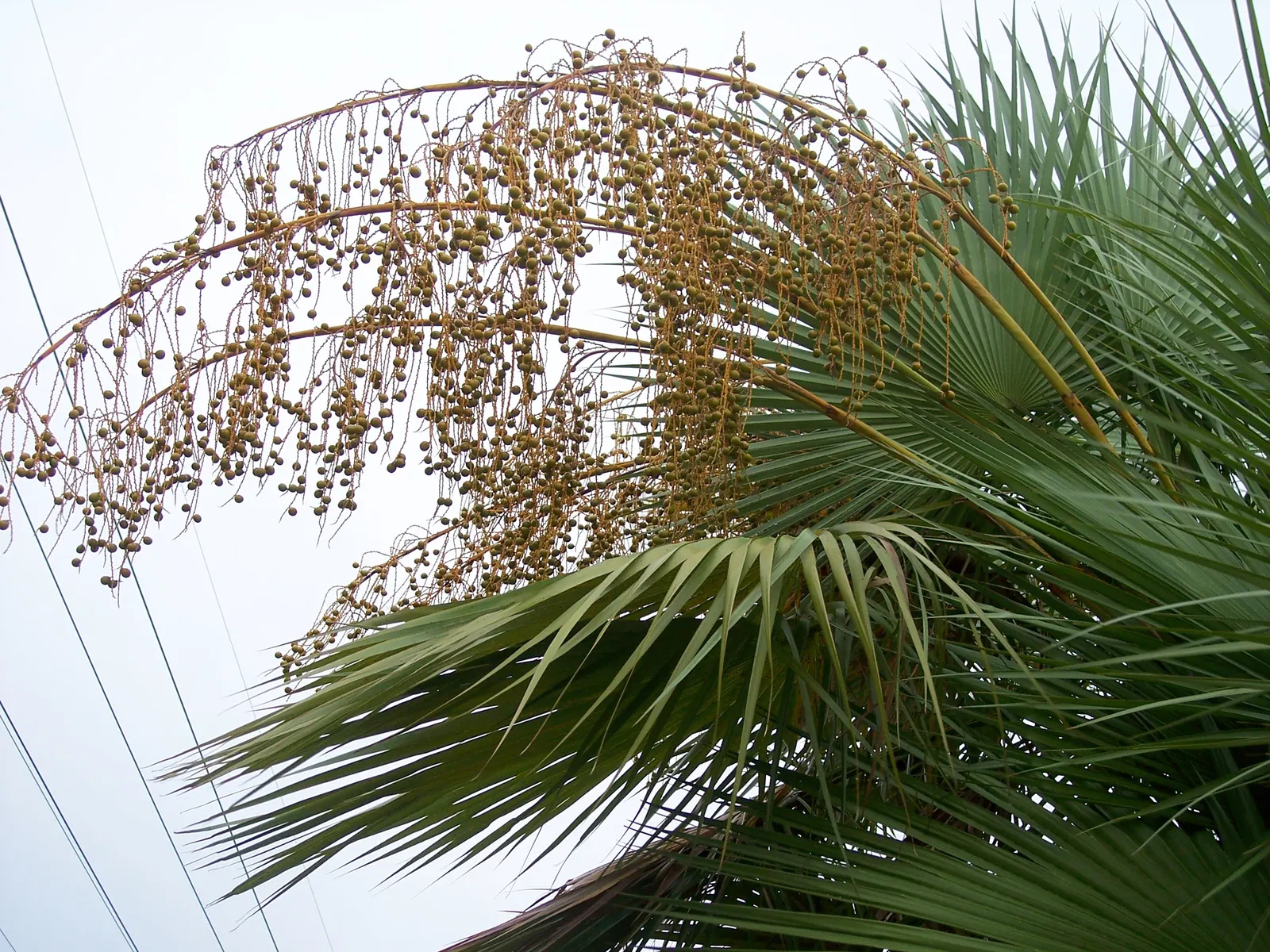 Wright's Paurotis Palm (Acoelorrhaphe wrightii) — This cold-hardy palm prefers full sun to partial shade, thriving in USDA zones 9-11