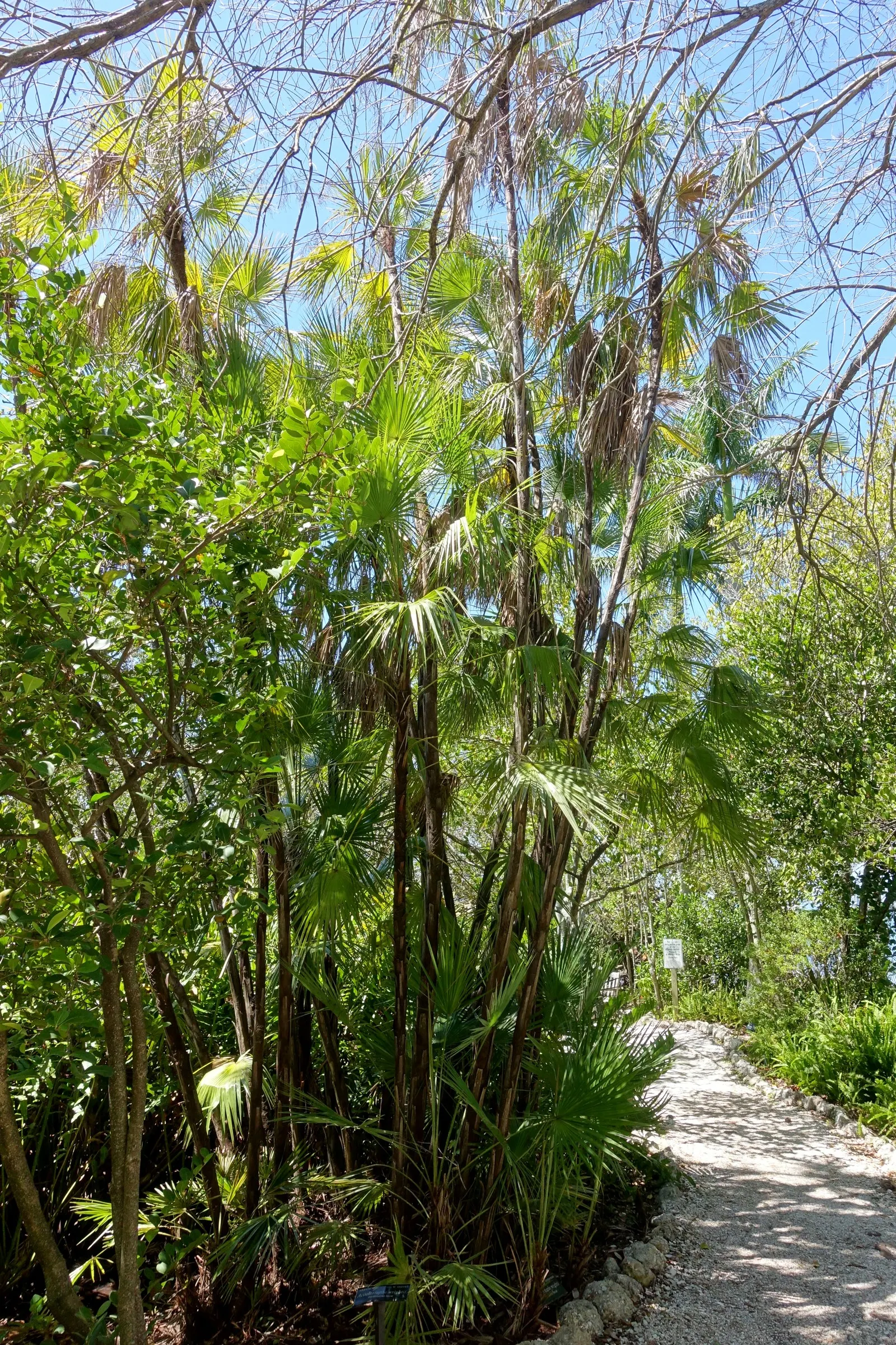 Wright's Paurotis Palm (Acoelorrhaphe wrightii) — the Paurotis Palm thrives in full sun to partial shade