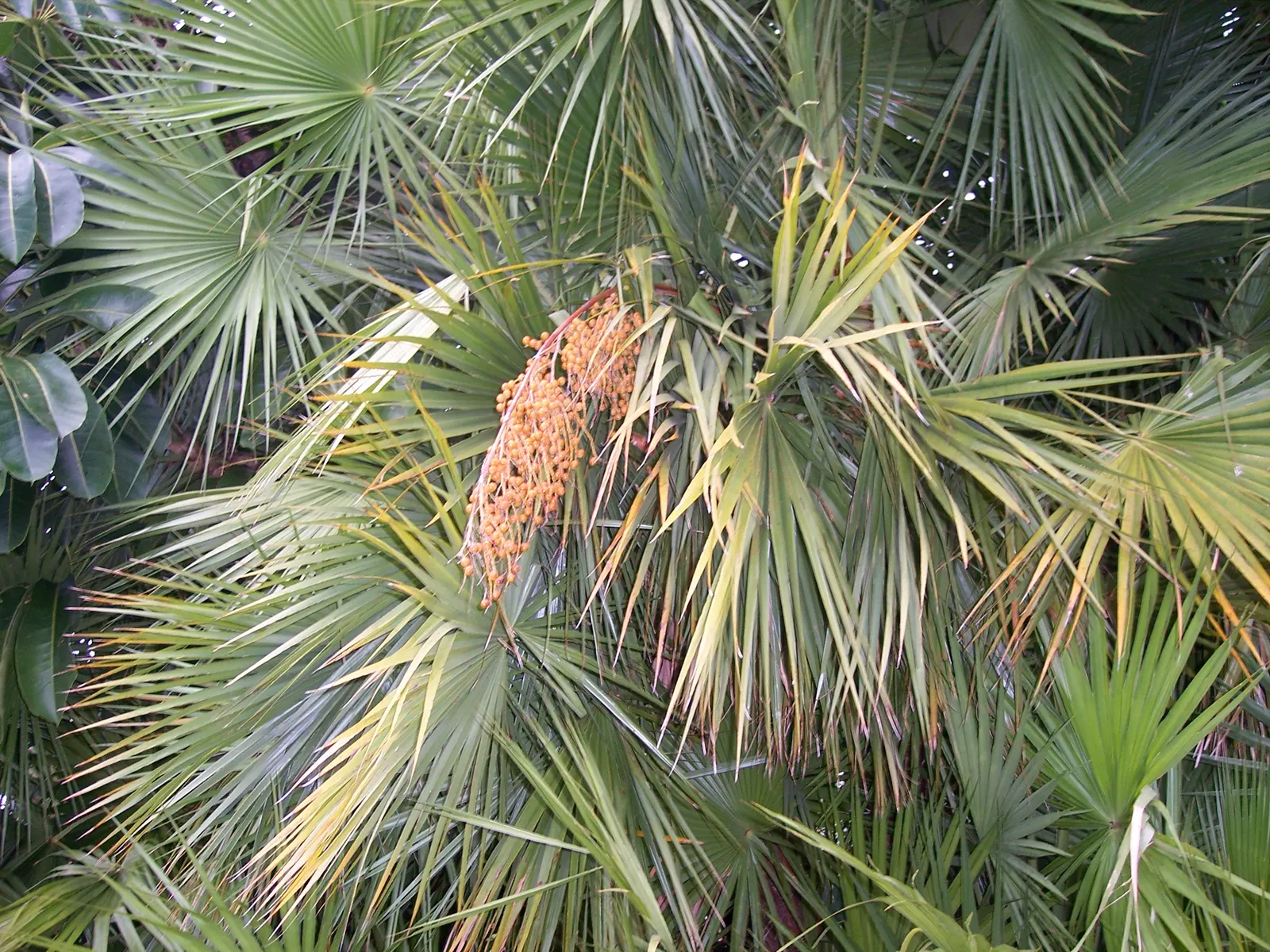 Wright's Paurotis Palm (Acoelorrhaphe wrightii) — Native to the Florida Everglades and parts of Central America