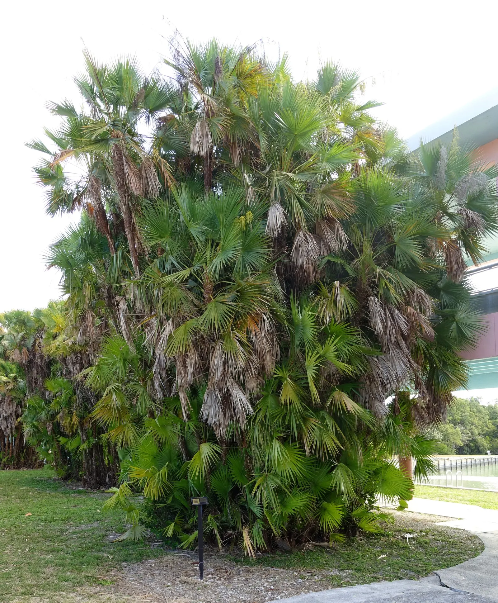 Wright's Paurotis Palm (Acoelorrhaphe wrightii) — Above these arise circular, green palmate leaves, each around 2 to 3 feet in diameter