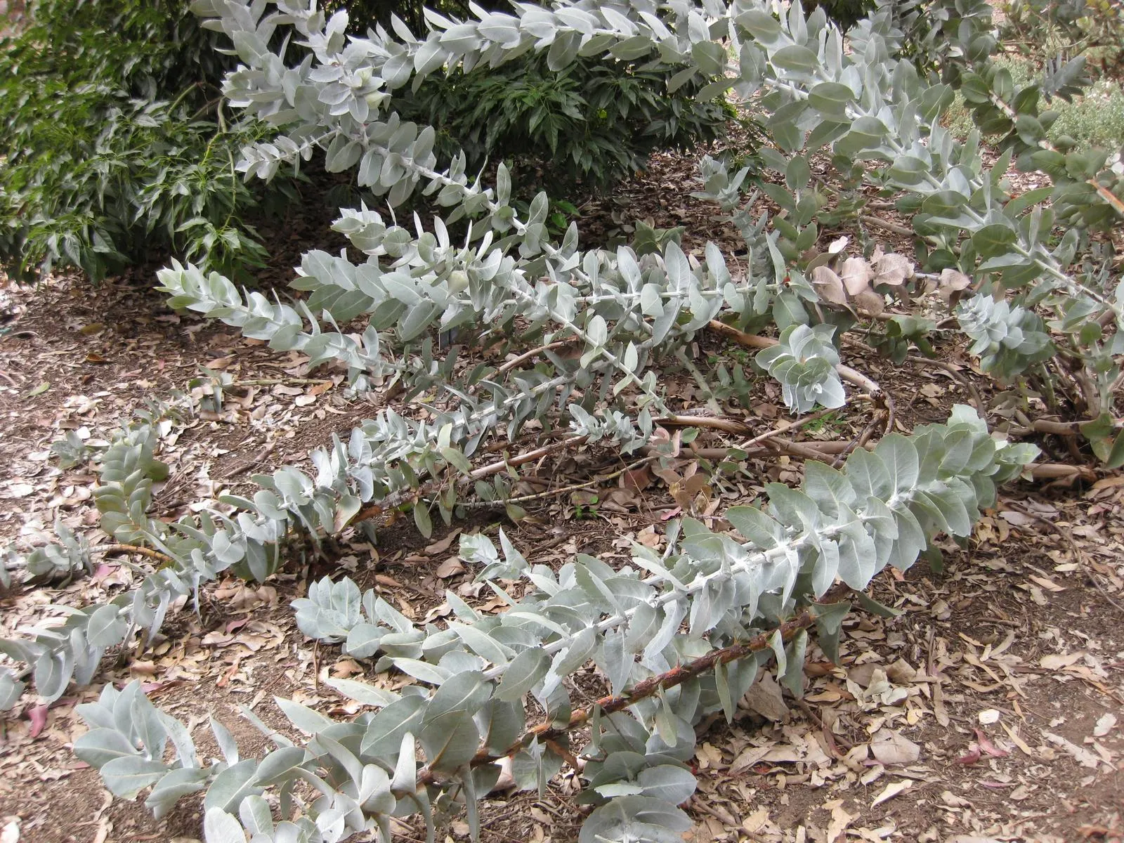 Desert Malee (Eucalyptus Macrocarpa) — Occasional pruning will help maintain its desired shape and promote healthy growth