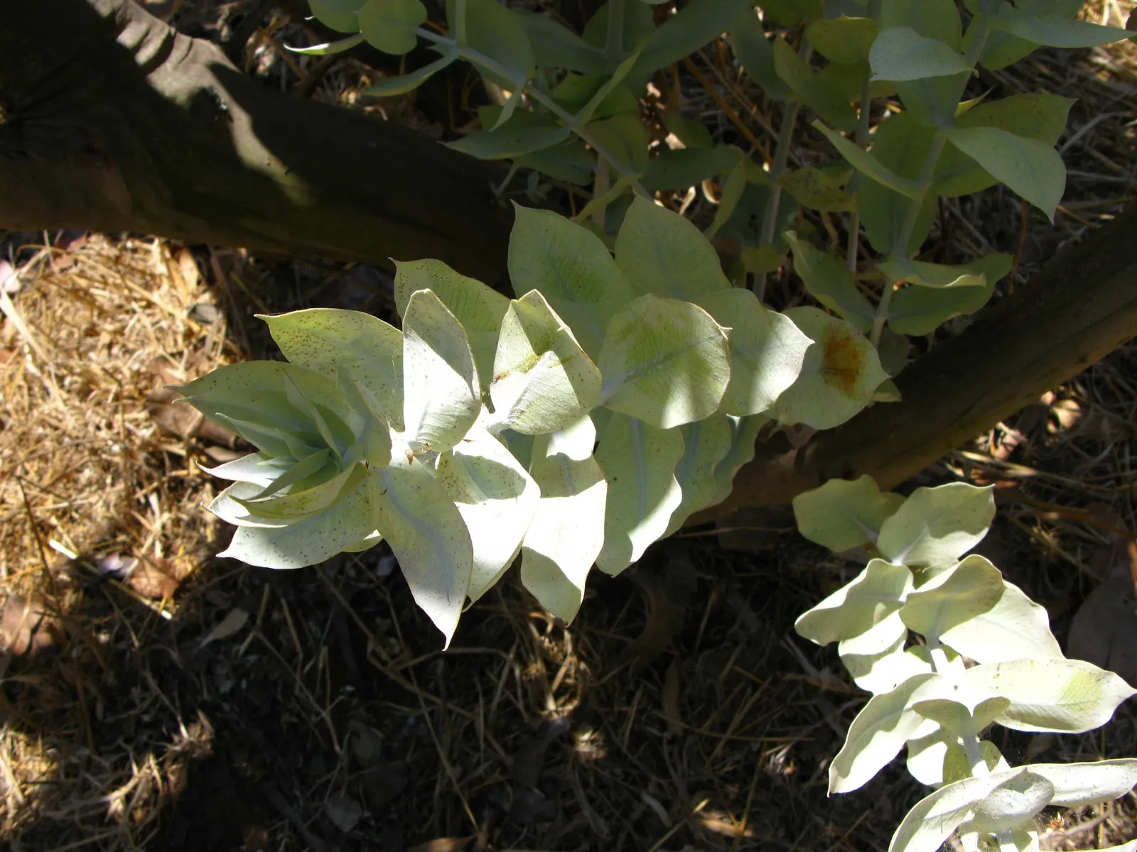 Desert Malee (Eucalyptus Macrocarpa) — commonly referred to by its botanical name Eucalyptus macrocarpa; shrub for full