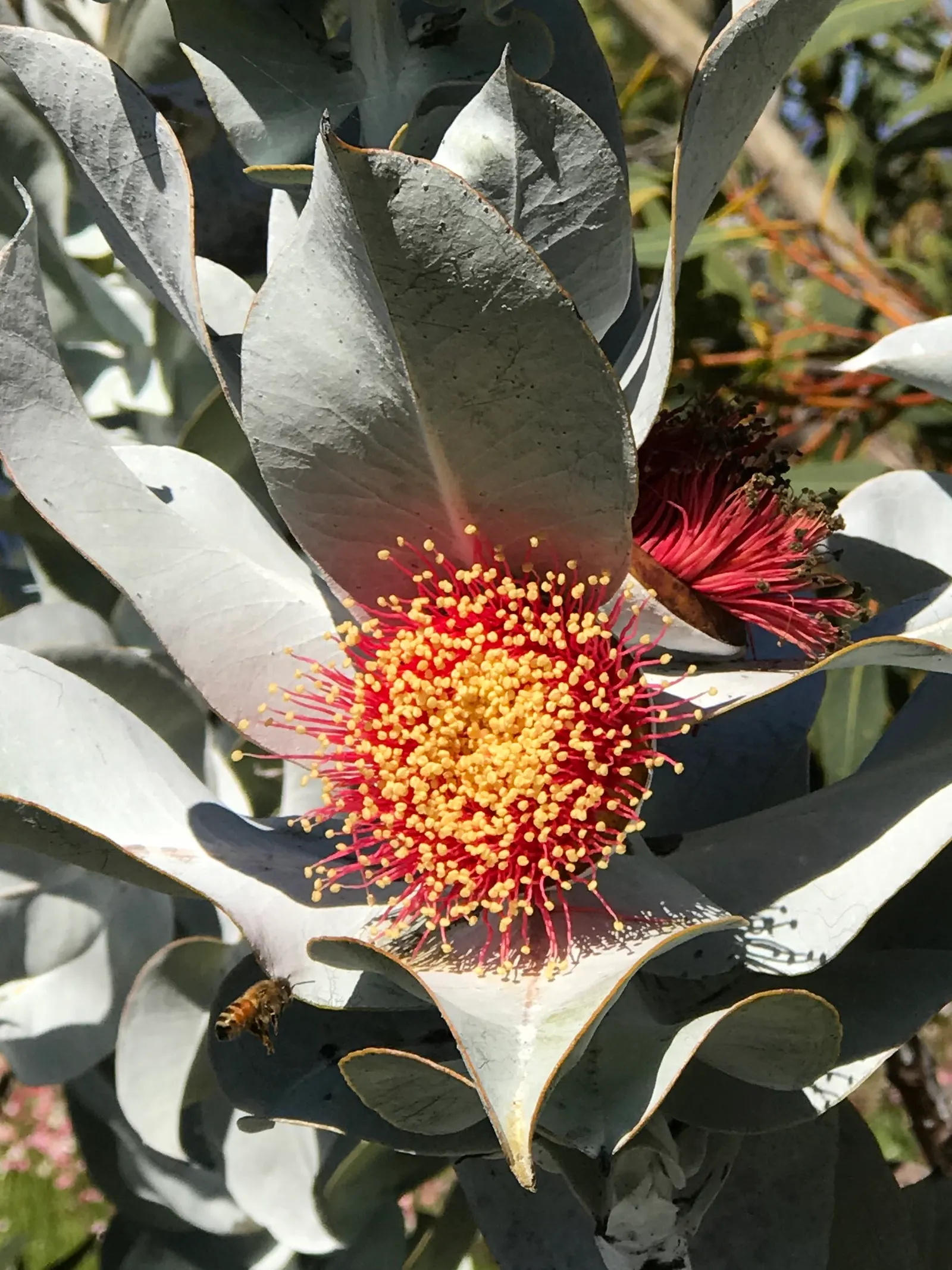 Desert Malee (Eucalyptus Macrocarpa) — providing a stunning contrast against the vibrant blooms