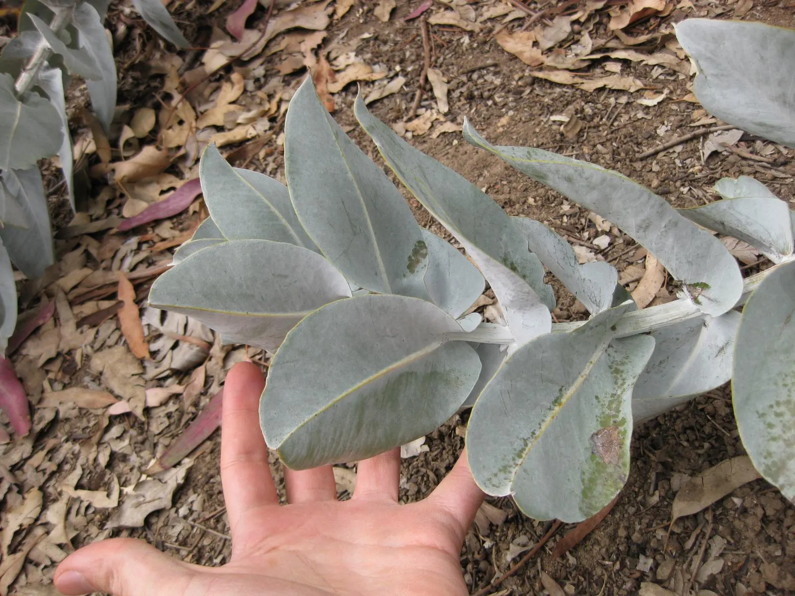 Desert Malee (Eucalyptus Macrocarpa) — it's a show-stopping choice for water-wise gardens and arid landscapes