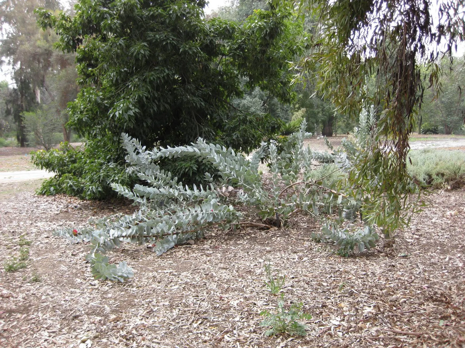 Desert Malee (Eucalyptus Macrocarpa) — is a striking Australian native shrub reaching up to 10 feet tall and wide; low maintenance and drought-tolerant