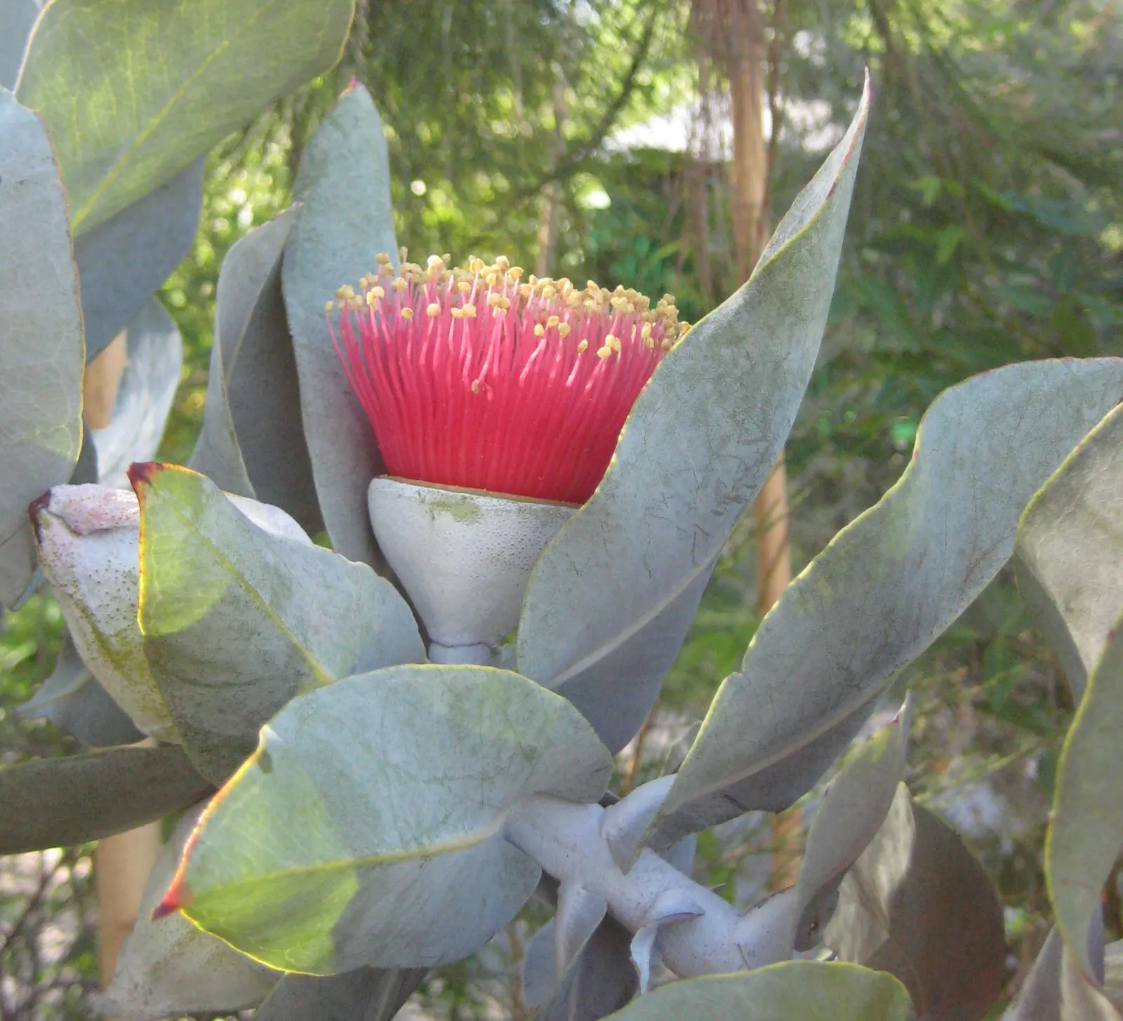Desert Malee (Eucalyptus Macrocarpa) — Low maintenance and drought-tolerant