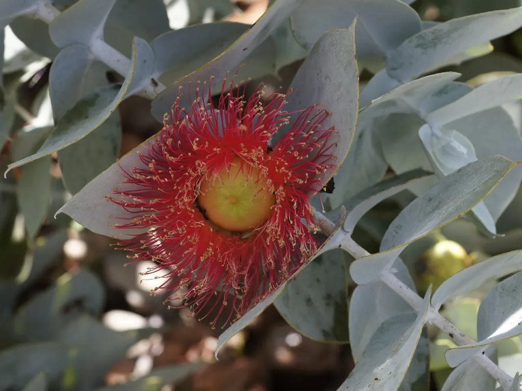 Desert Malee (Eucalyptus Macrocarpa) — It prefers well-drained soils and a position in full sun to part shade