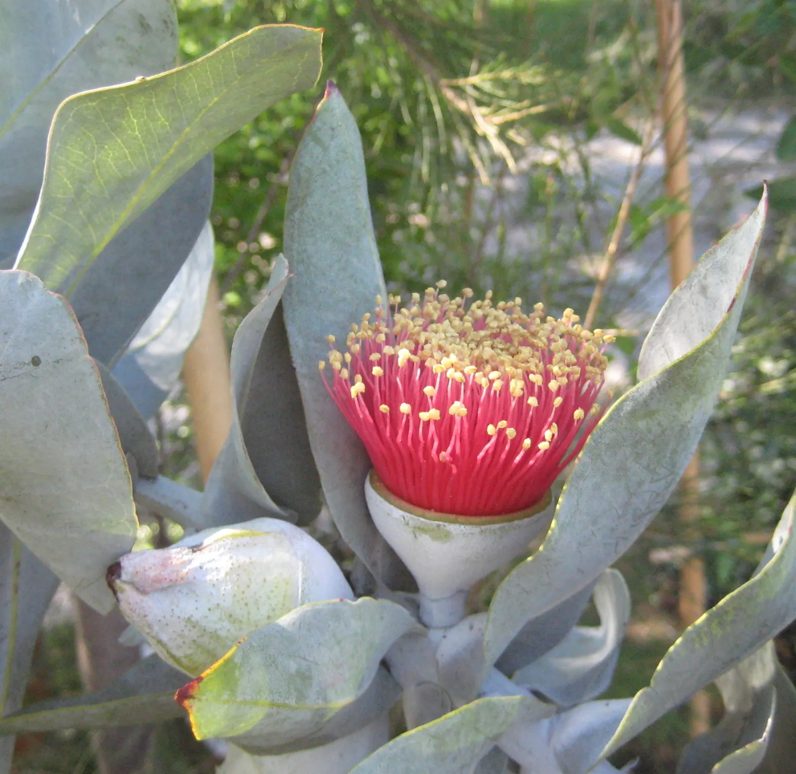 Desert Malee (Eucalyptus Macrocarpa) — making it fairly compact and suitable for smaller spaces or as an understorey plant in larger garden plans
