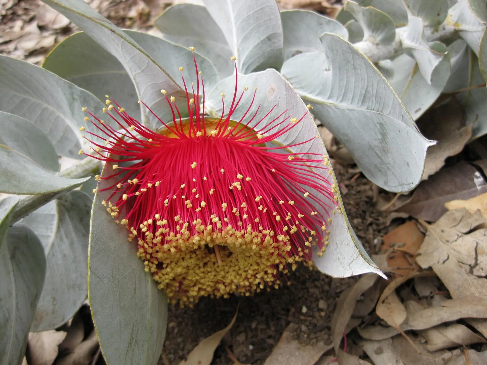 Desert Malee (Eucalyptus Macrocarpa) — Leaves can grow up to 4 inches long and 2 inches wide