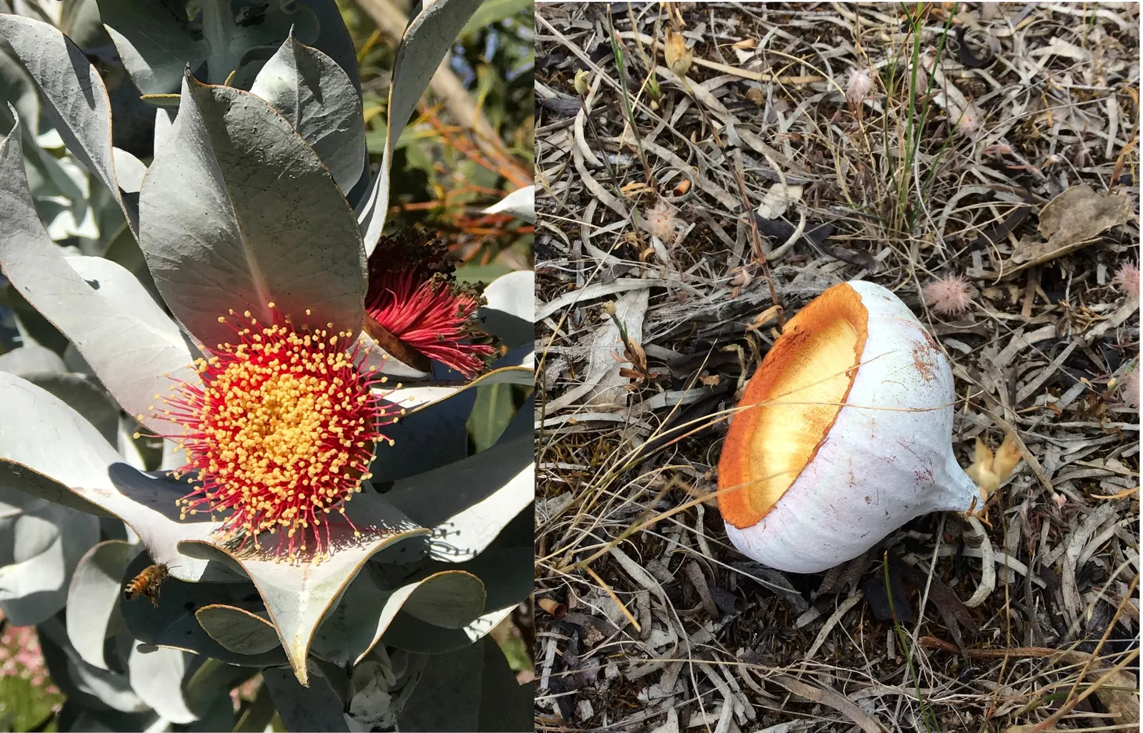 Desert Malee (Eucalyptus Macrocarpa) — Low maintenance and drought-tolerant; vibrant red flowers spanning up to 4 inches across and contrasting powdery
