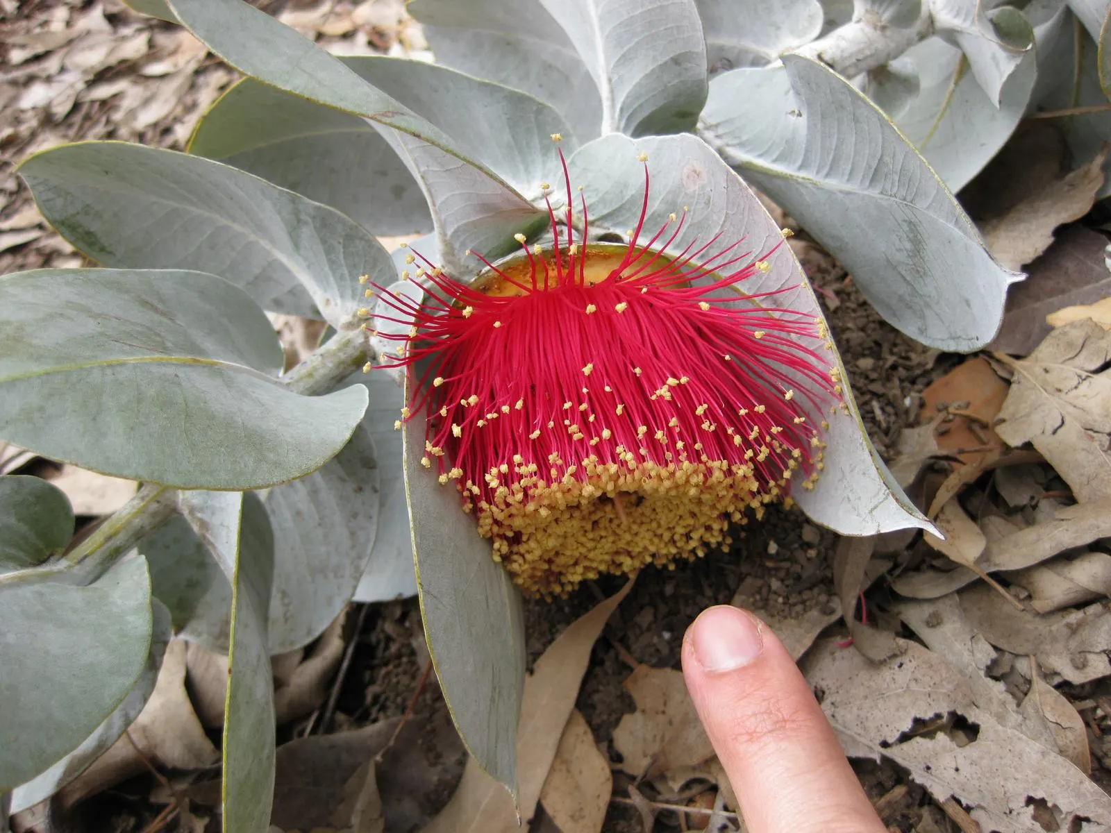 Desert Malee (Eucalyptus Macrocarpa) — is an iconic Australian native that adds a distinctive touch to any arid landscape design
