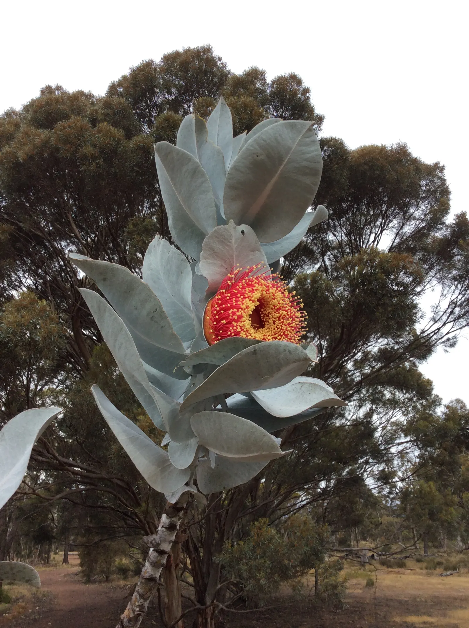 Desert Malee (Eucalyptus Macrocarpa) — it reaches an average height of 3-9 feet with a similar spread; providing a stunning contrast against the vibrant blooms