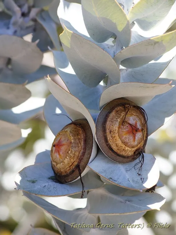 Desert Malee (Eucalyptus Macrocarpa) — it reaches an average height of 3-9 feet with a similar spread