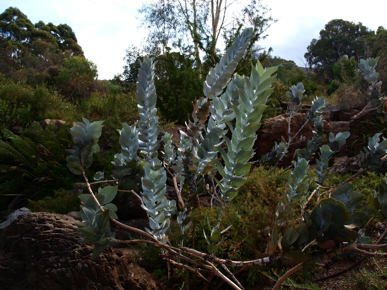 Desert Malee (Eucalyptus Macrocarpa) — it thrives in well-drained soils and full sun