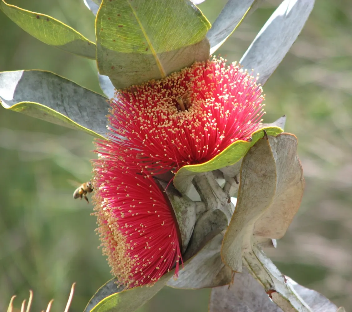 Desert Malee (Eucalyptus Macrocarpa) — attracting pollinators and providing year-round visual interest; adapted to xeric environments