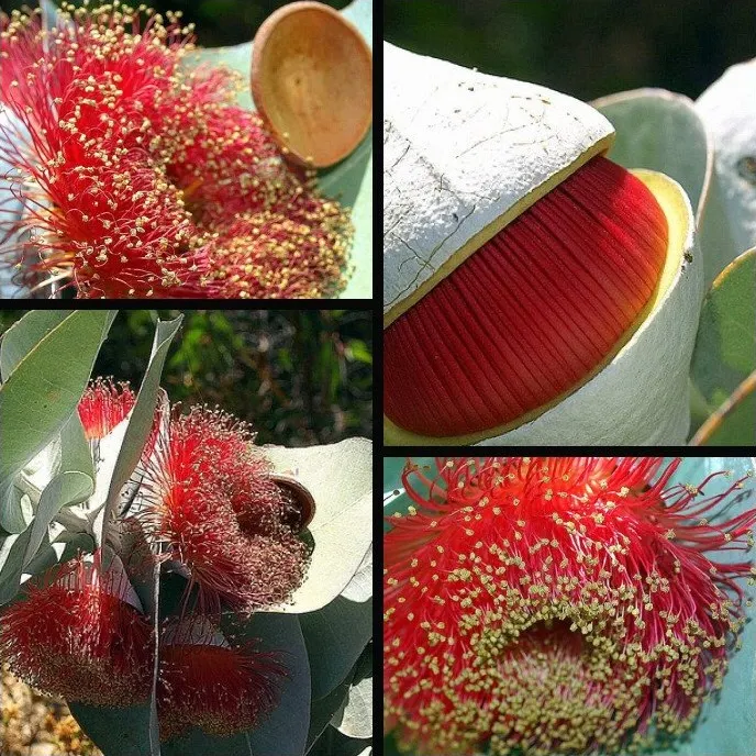 Desert Malee (Eucalyptus Macrocarpa) — is a striking Australian native shrub reaching up to 10 feet tall and wide