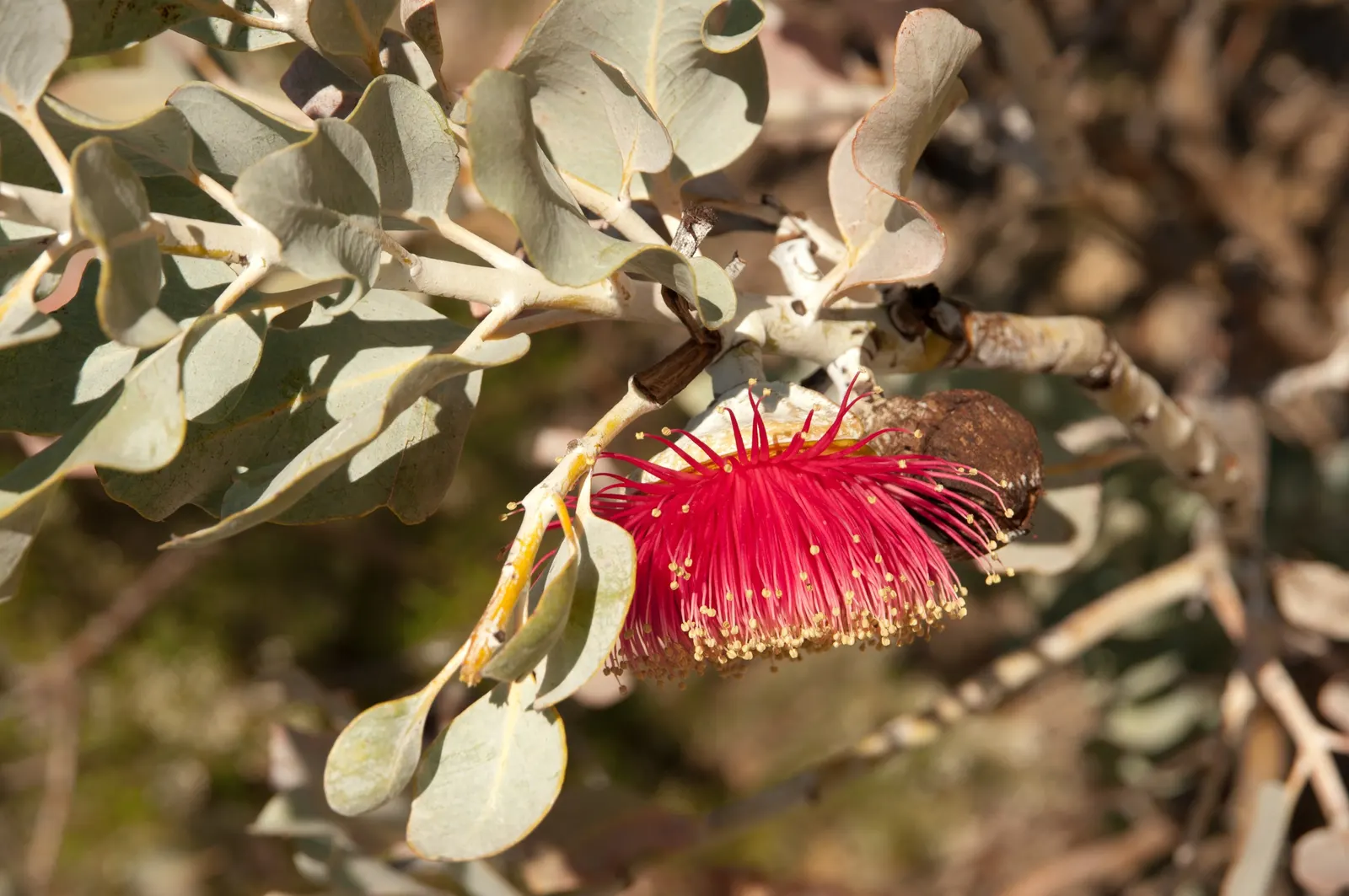Desert Malee (Eucalyptus Macrocarpa) — is an iconic Australian native that adds a distinctive touch to any arid landscape design; commonly referred to by its