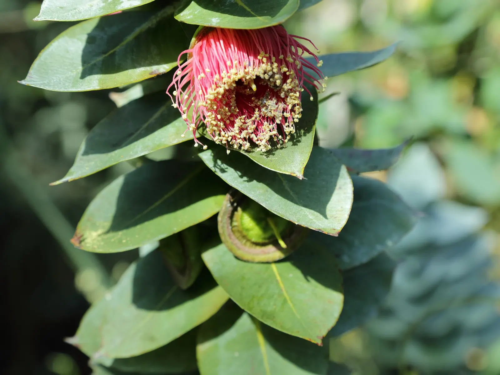 Desert Malee (Eucalyptus Macrocarpa) — or white blossoms that can reach up to 4 inches across