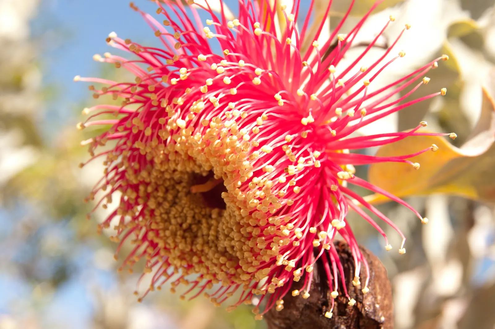 Desert Malee (Eucalyptus Macrocarpa) — Its standout feature is the enormous red