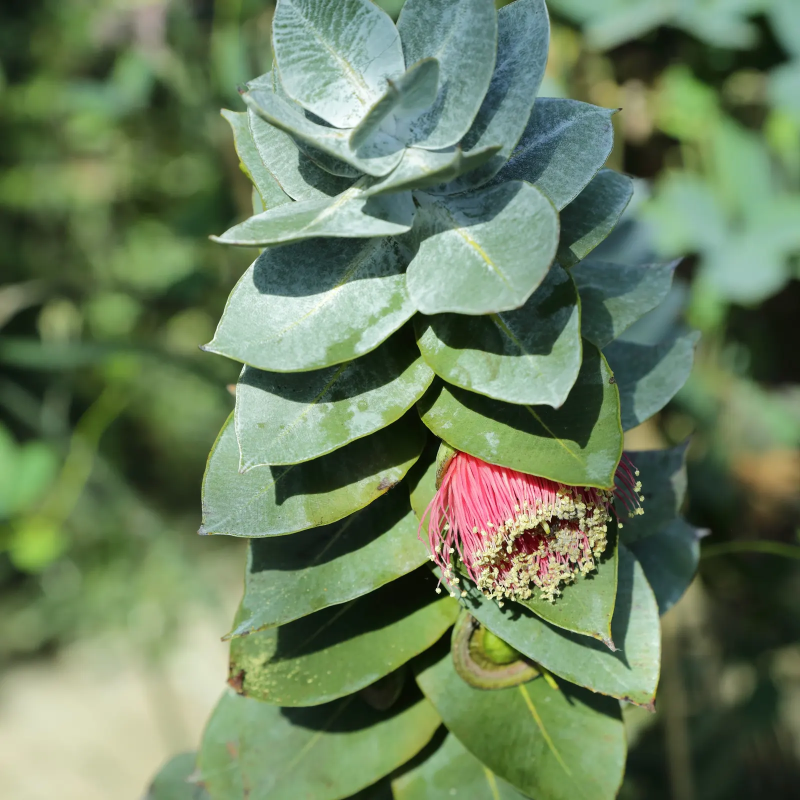 Desert Malee (Eucalyptus Macrocarpa) — commonly referred to by its botanical name Eucalyptus macrocarpa