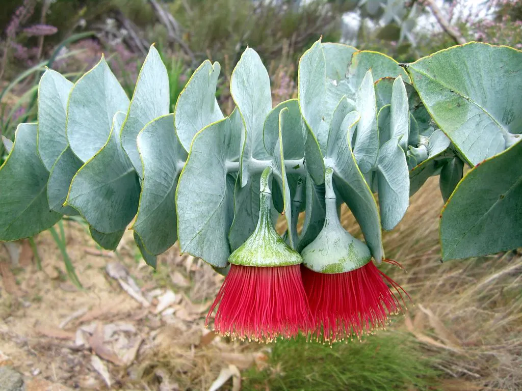 Desert Malee (Eucalyptus Macrocarpa) — attracting pollinators and providing year-round visual interest