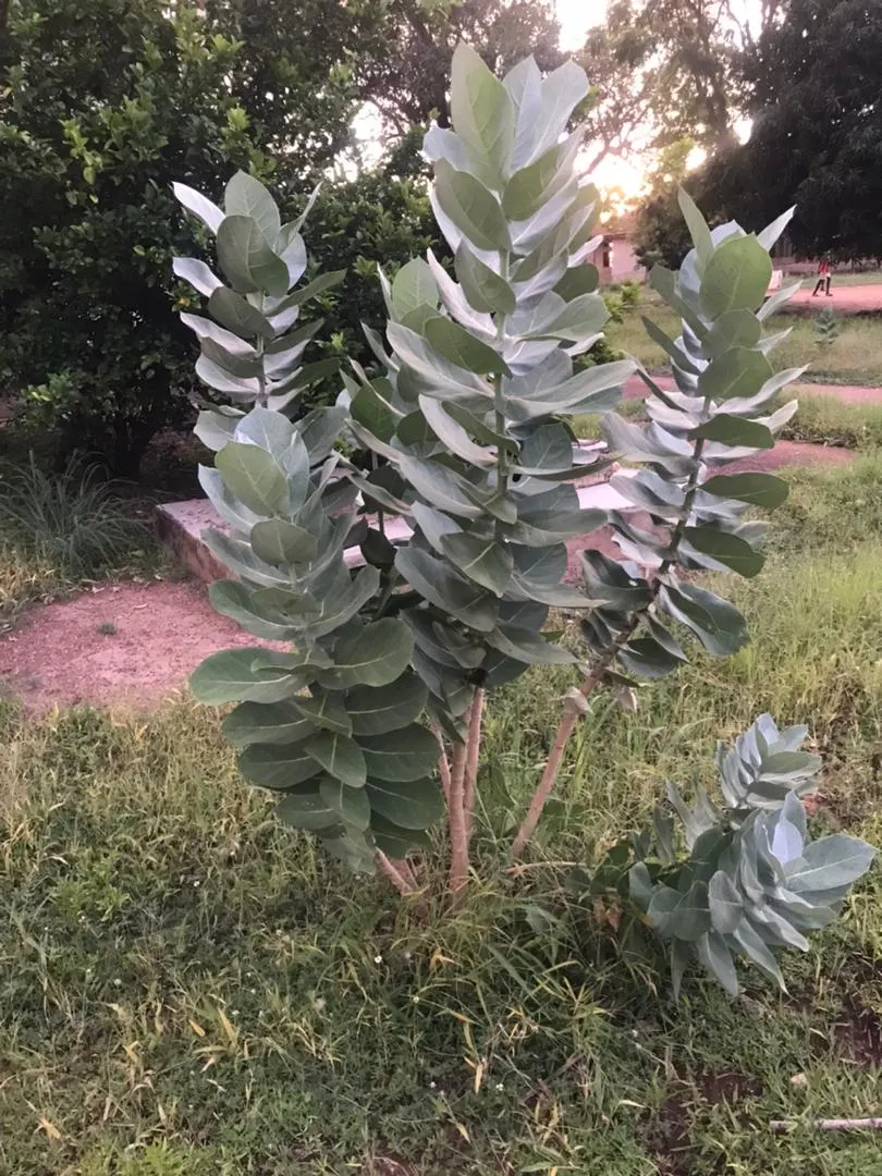 Desert Malee (Eucalyptus Macrocarpa) — it thrives in well-drained soils and full sun; it prefers well-drained soils and a position in full sun to part shade