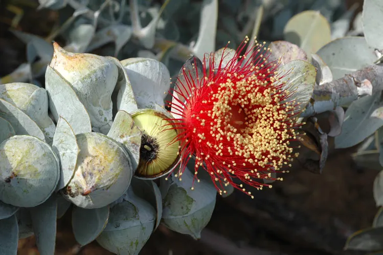 Desert Malee (Eucalyptus Macrocarpa) — making it fairly compact and suitable for smaller spaces or as an understorey plant in larger garden plans; pink and red