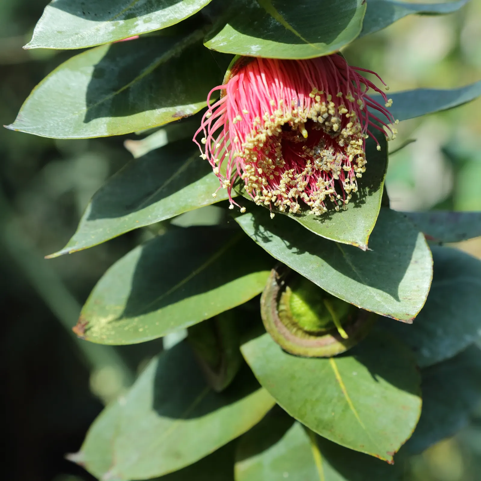 Desert Malee (Eucalyptus Macrocarpa) — it's a show-stopping choice for water-wise gardens and arid landscapes; it reaches an average height of 3-9 feet with a