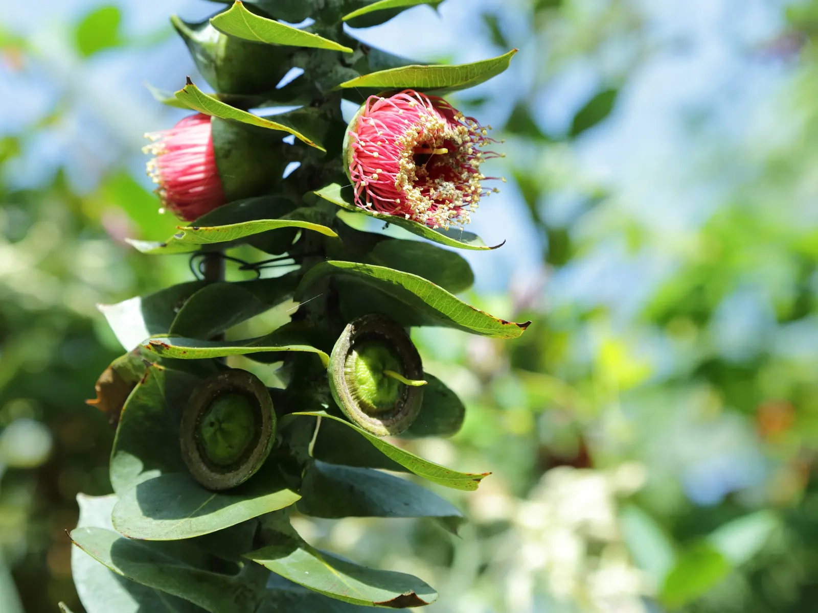 Desert Malee (Eucalyptus Macrocarpa) — Adapted to xeric environments