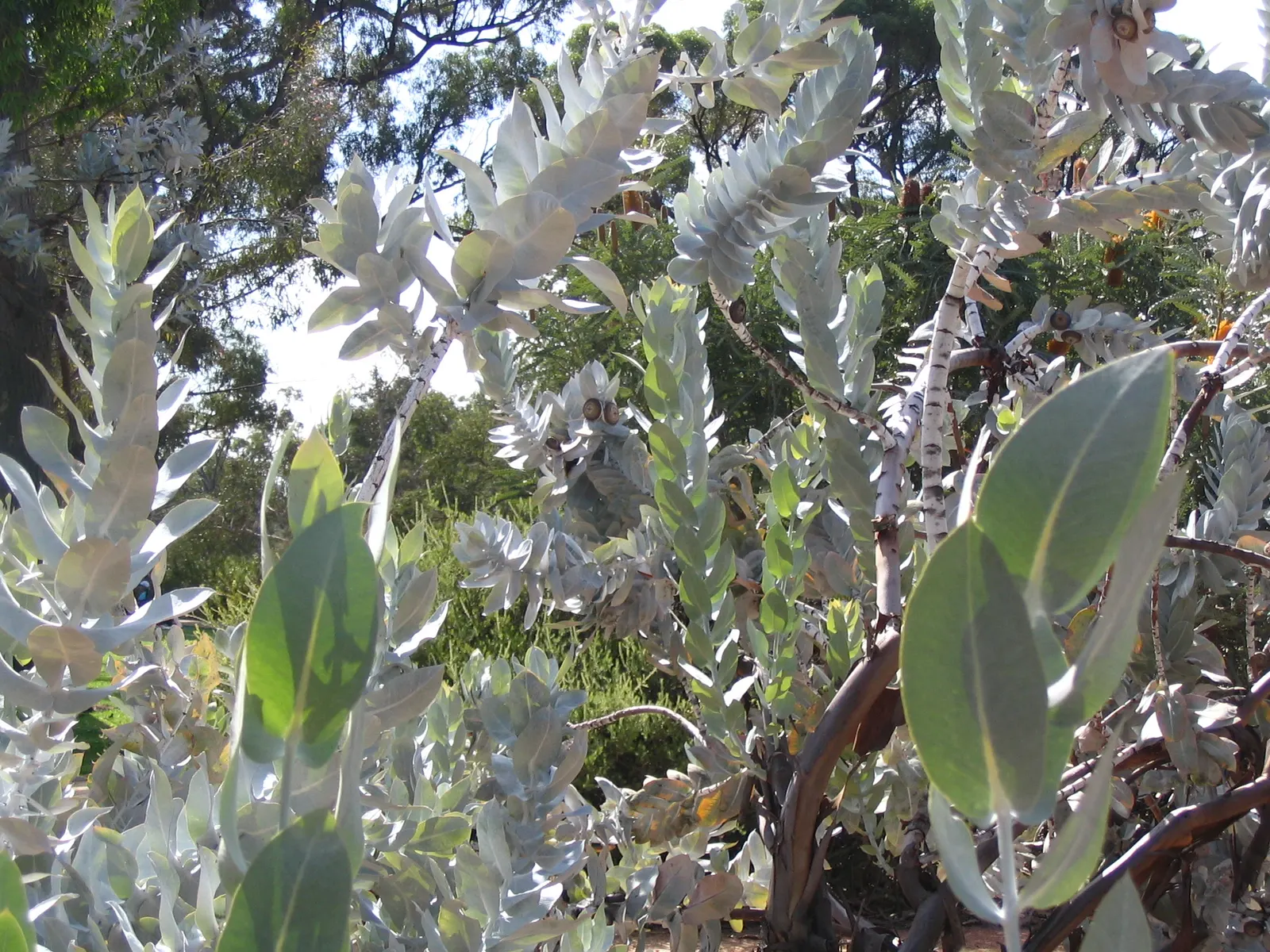 Desert Malee (Eucalyptus Macrocarpa) — It is highly drought-tolerant and should not be overwatered