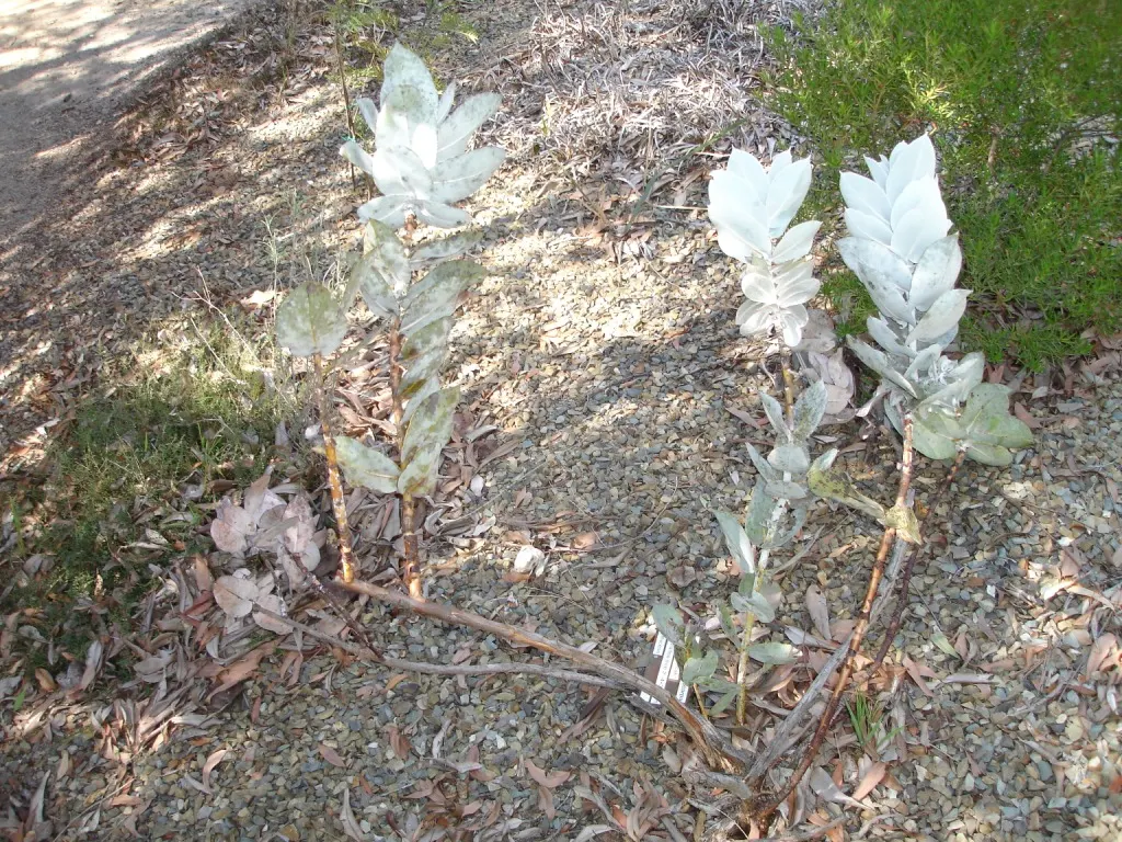 Desert Malee (Eucalyptus Macrocarpa) — vibrant red flowers spanning up to 4 inches across and contrasting powdery blue-gray foliage; its standout feature is