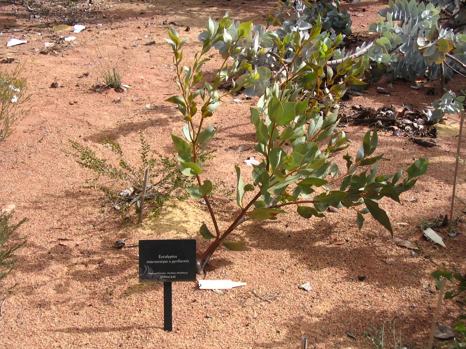 Desert Malee (Eucalyptus Macrocarpa) — blooming intermittently throughout the year