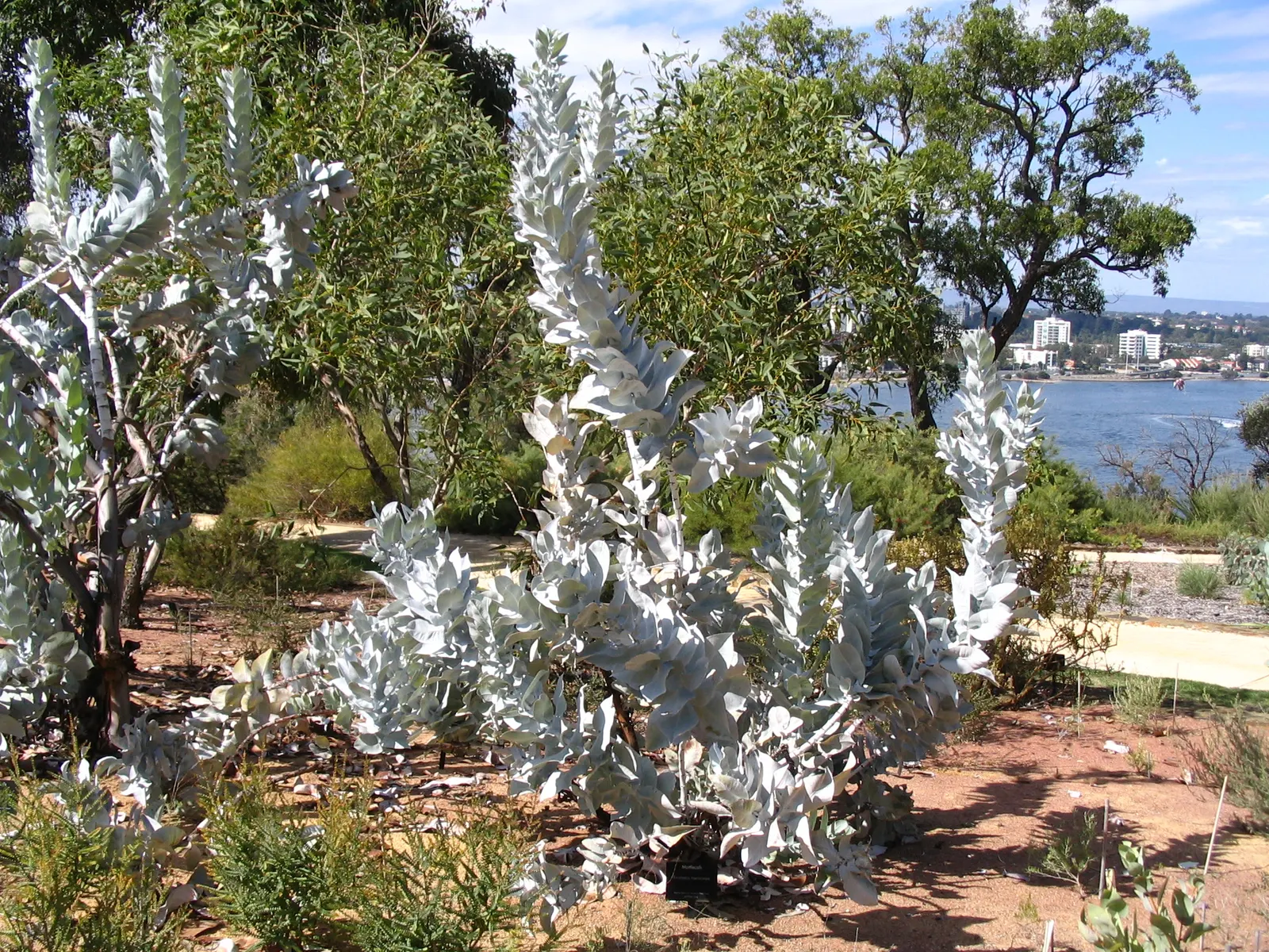 Desert Malee (Eucalyptus Macrocarpa) — it requires minimal maintenance once established
