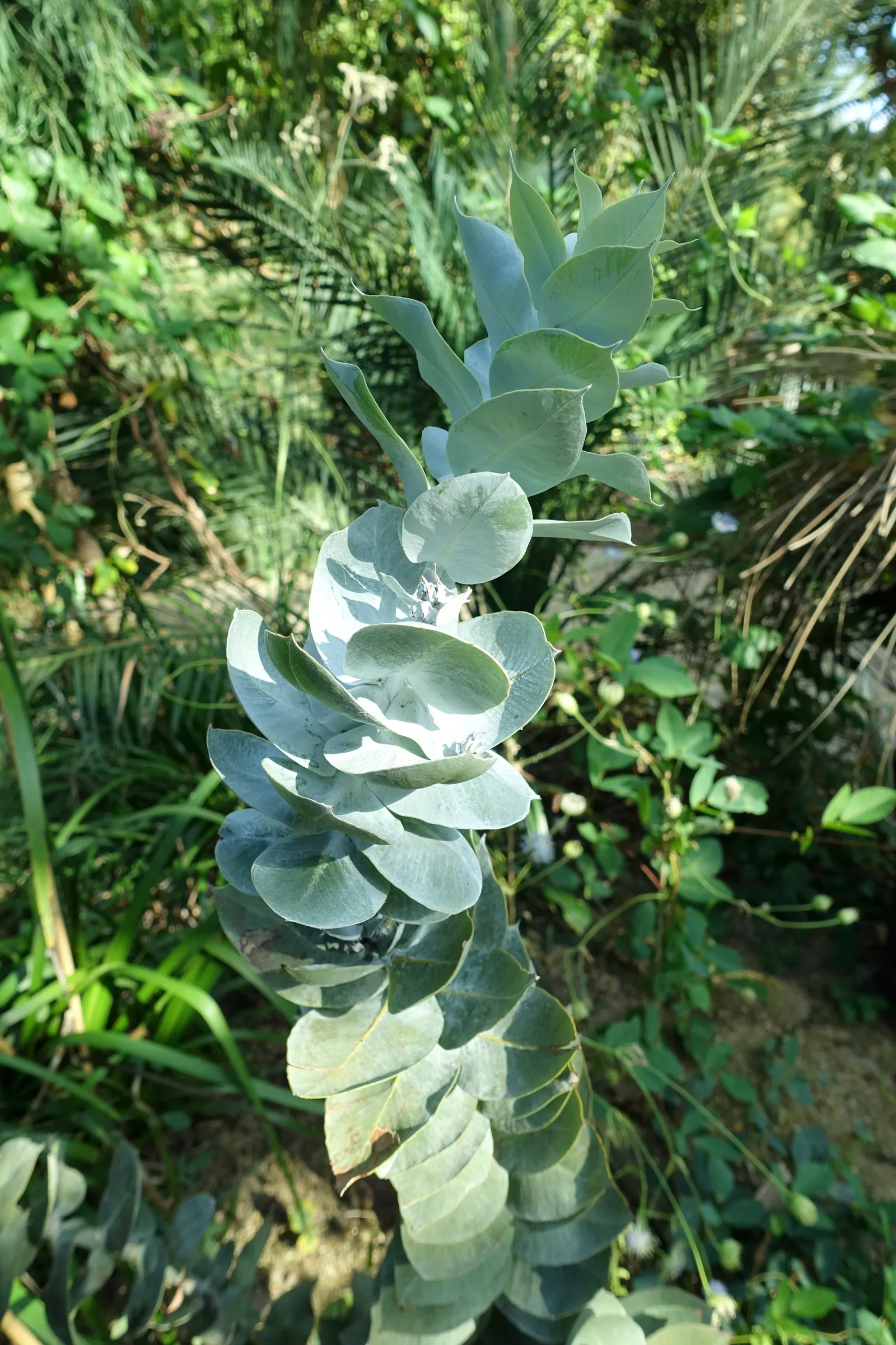 Desert Malee (Eucalyptus Macrocarpa) — shrub with pink and red blooms