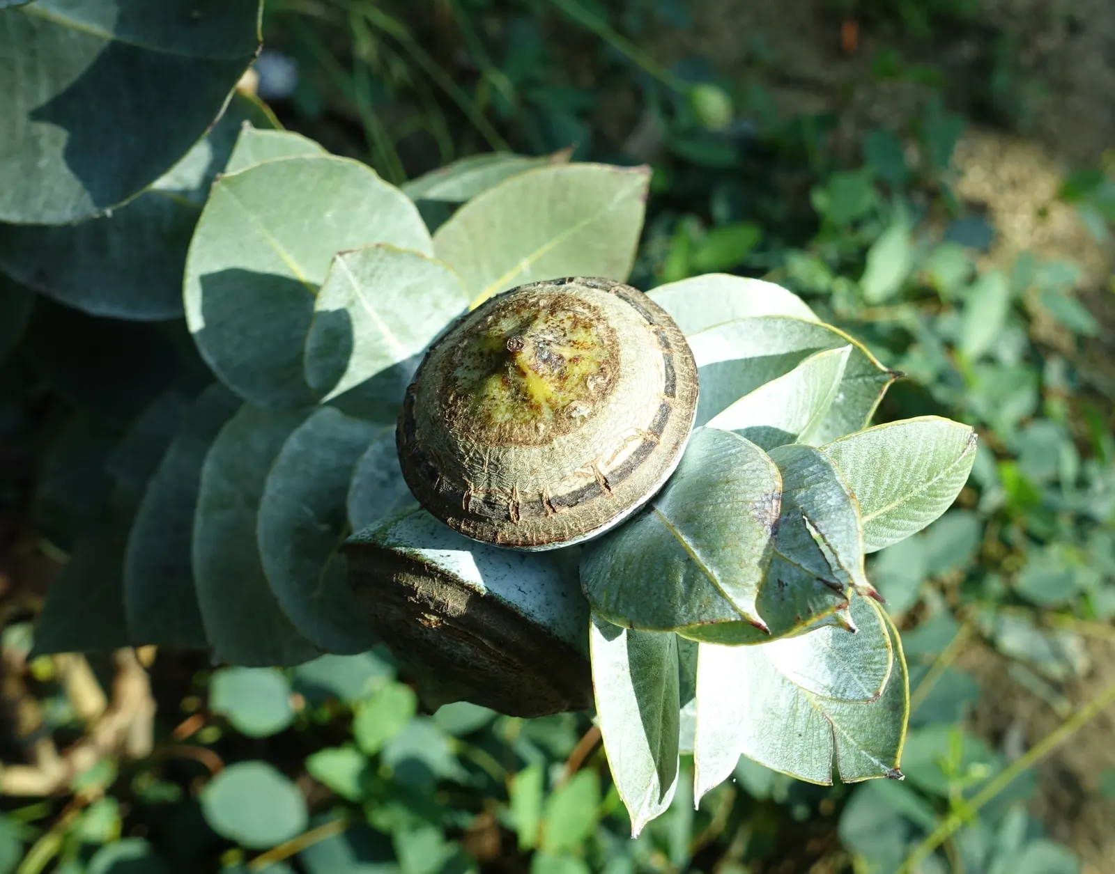 Desert Malee (Eucalyptus Macrocarpa) — shrub for full