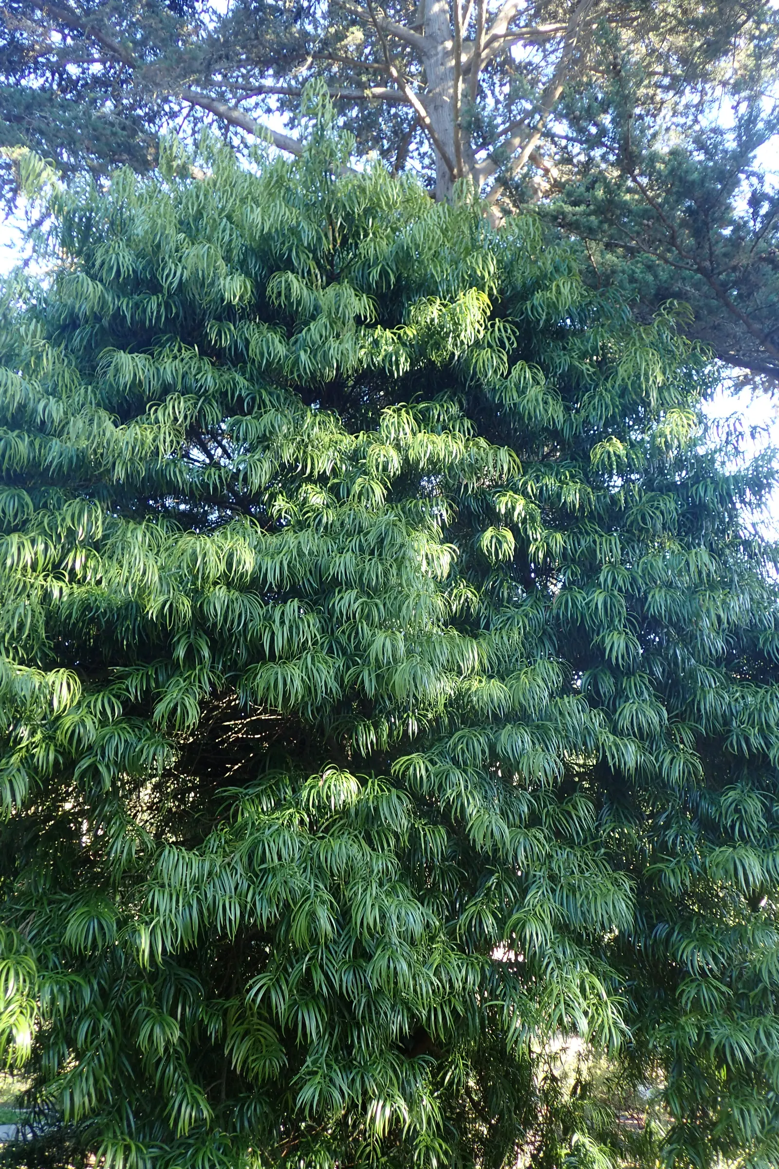 Long- Leafed Yellowwood (Podocarpus Henkelii) — The Long-Leafed Yellowwood