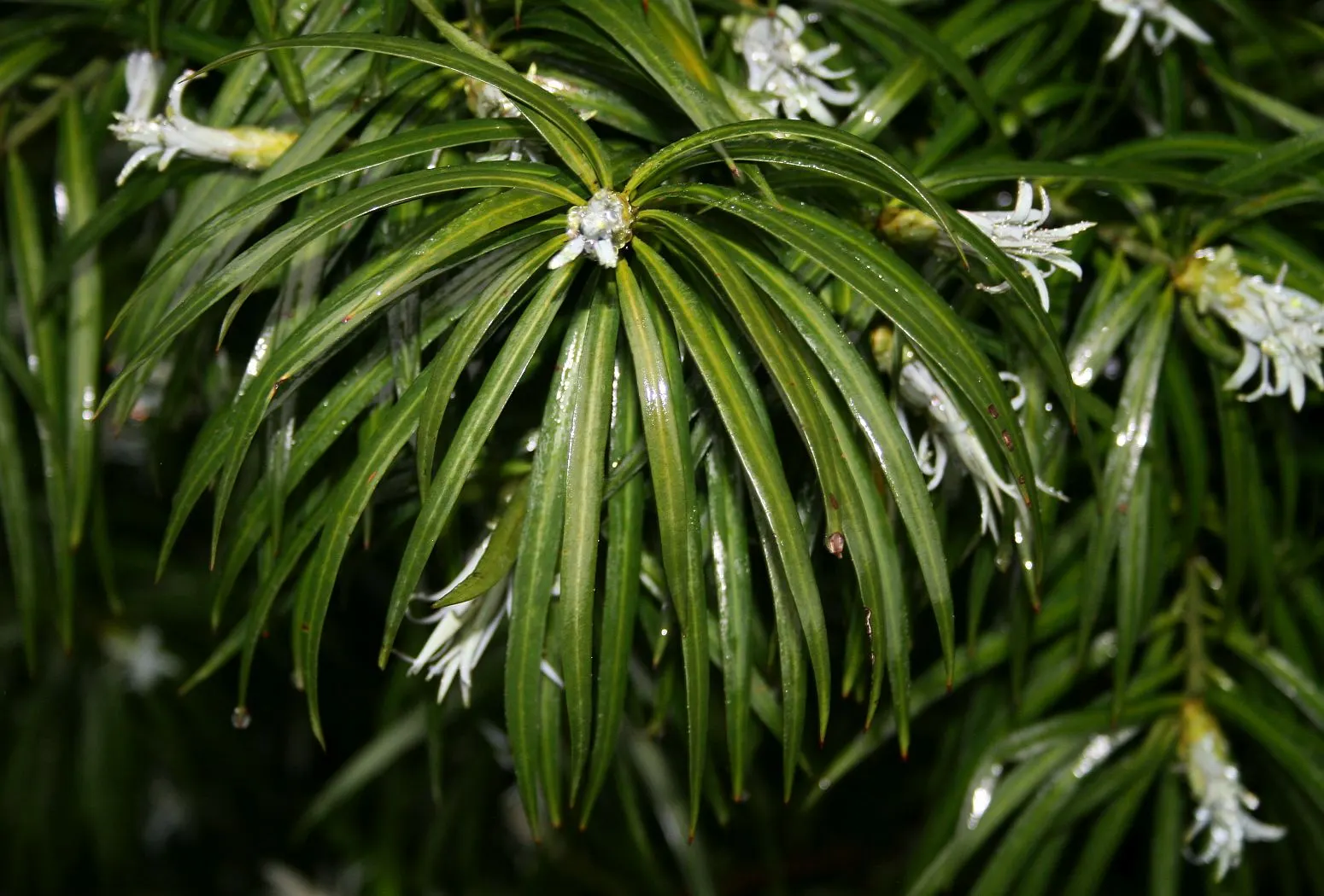 Long- Leafed Yellowwood (Podocarpus Henkelii) — The Long-Leafed Yellowwood (Podocarpus henkelii) is a graceful evergreen with an elegant; low-maintenance South