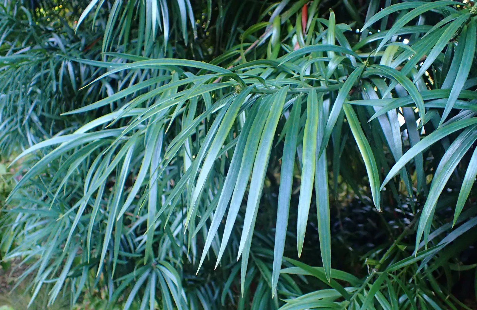 Long- Leafed Yellowwood (Podocarpus Henkelii) — low-maintenance South African native is ideal for screening and as a specimen in residential landscapes