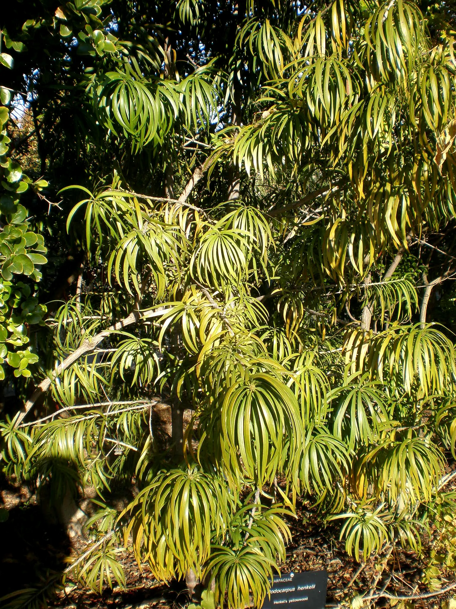 Long- Leafed Yellowwood (Podocarpus Henkelii) — The Yellowwood is relatively slow-growing; low-maintenance South African native is ideal for screening and as a