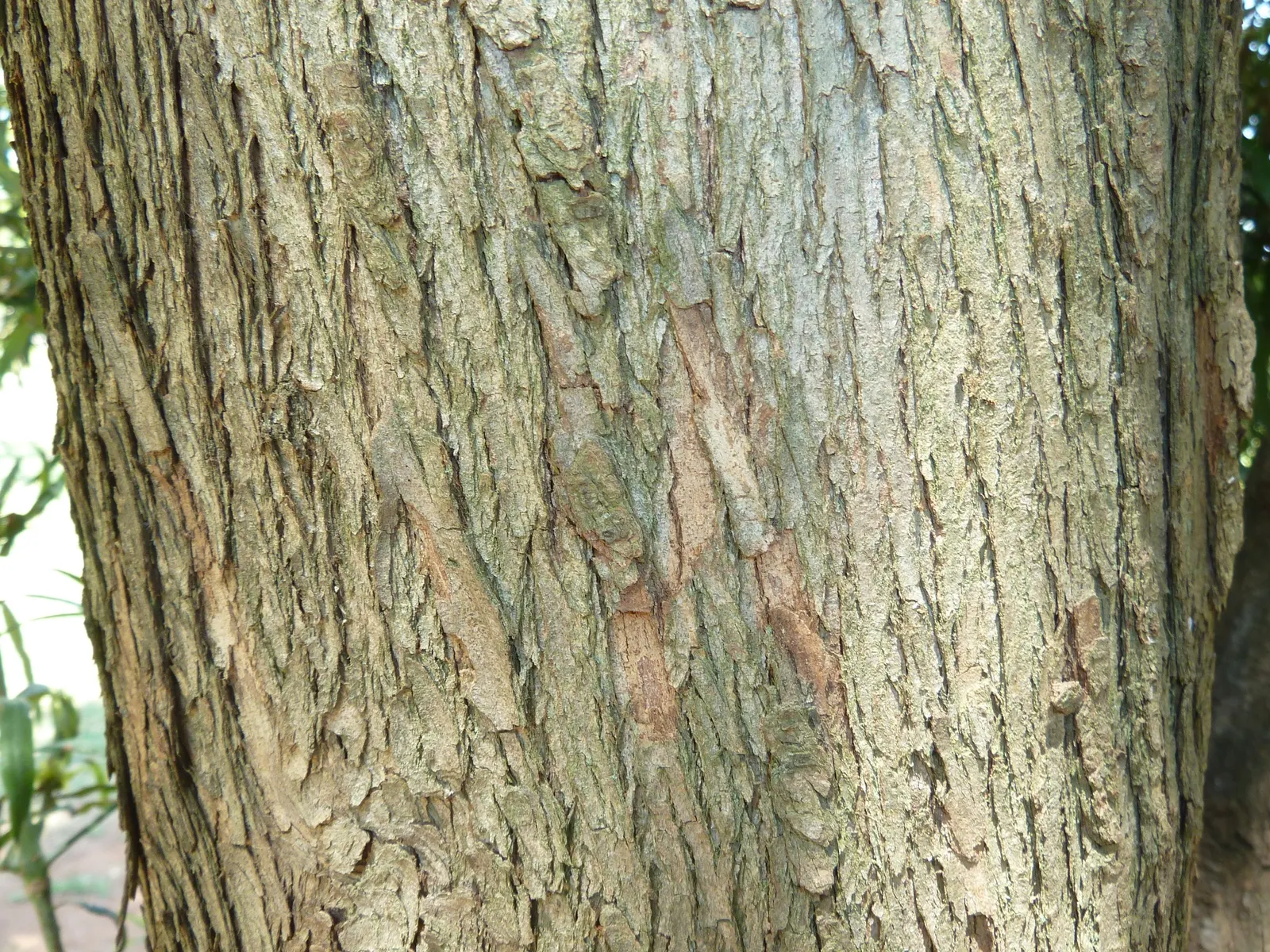 Long- Leafed Yellowwood (Podocarpus Henkelii) — it is most attractive when allowed to develop naturally.<br><br>The Long-Leafed Yellowwood is low-maintenance