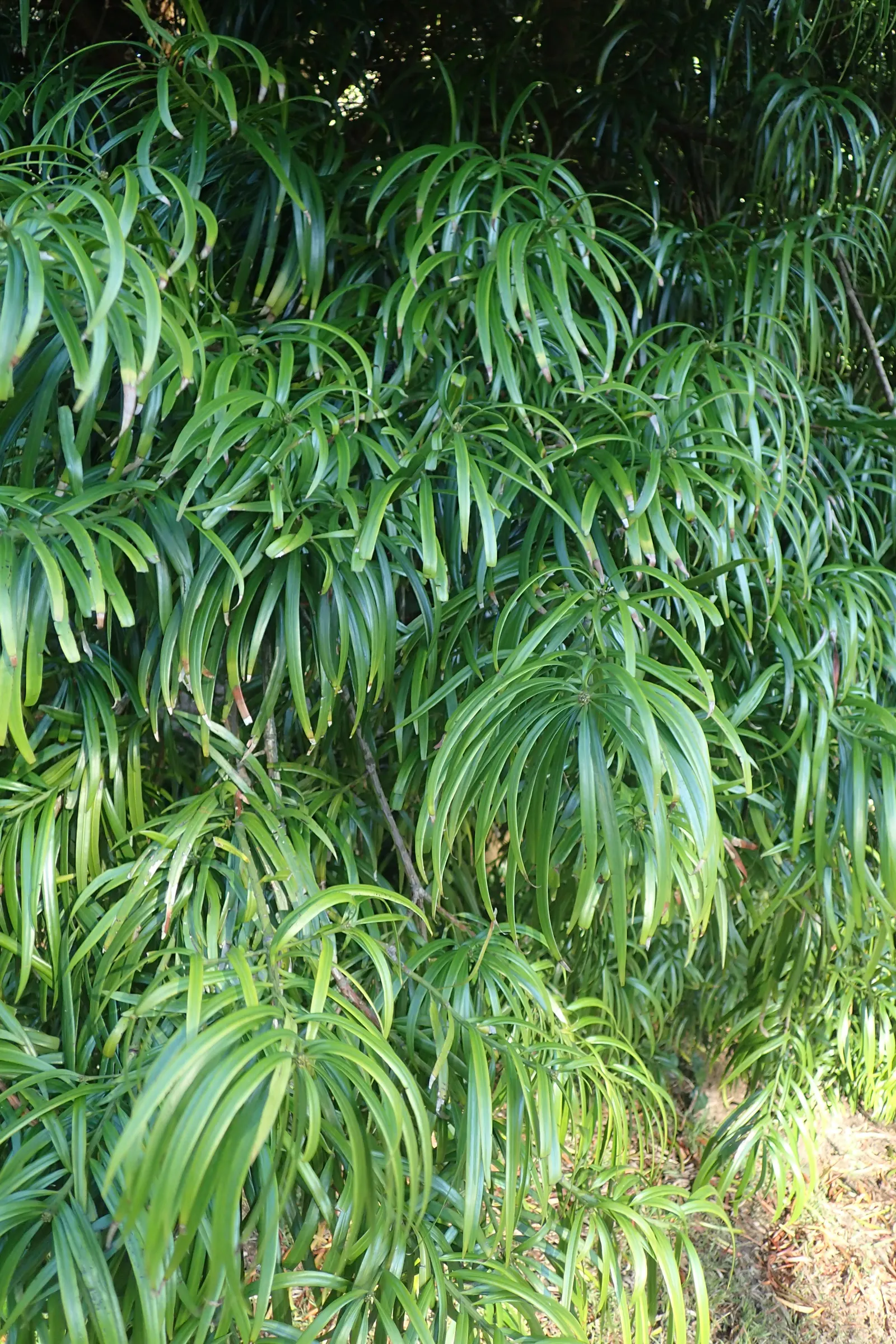 Long- Leafed Yellowwood (Podocarpus Henkelii) — reaching heights of 10-30 ft