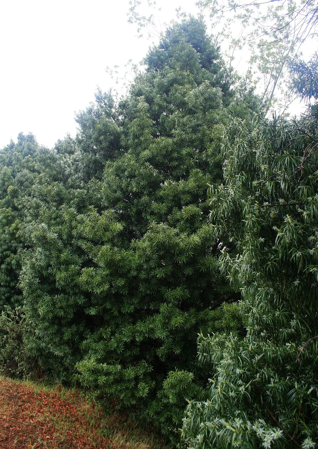 Long- Leafed Yellowwood (Podocarpus Henkelii) — reaching heights of 10-30 ft; somewhat weeping appearance
