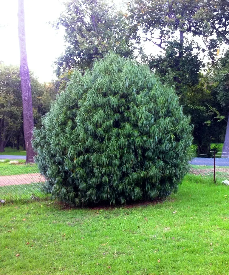 Long- Leafed Yellowwood (Podocarpus Henkelii) — and though it tolerates pruning
